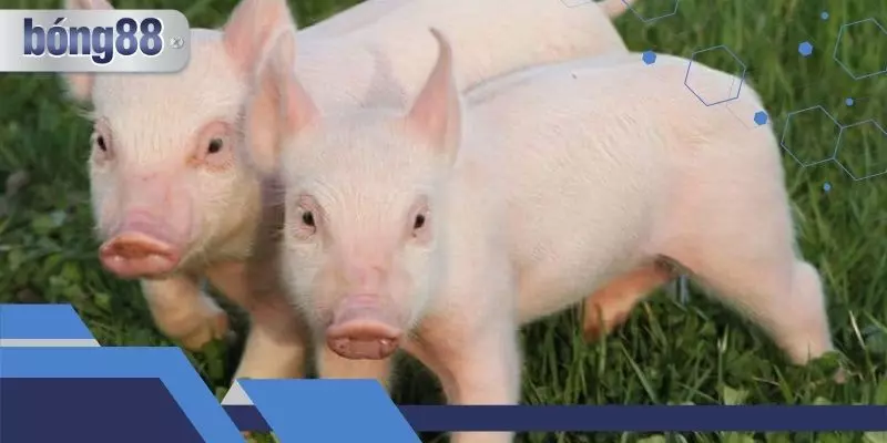 Có nhiều con số để lựa chọn khi mơ thấy heo con