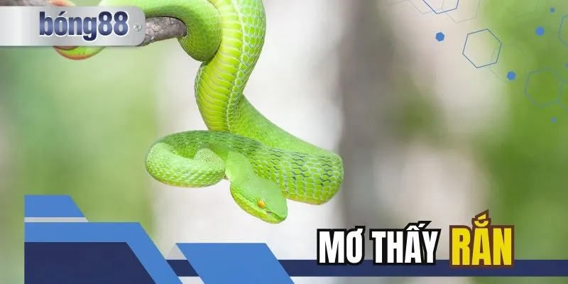 Mơ Thấy Rắn Cắn - Điềm Báo và Con Số Đem Đến Tài Lộc Giá Trị