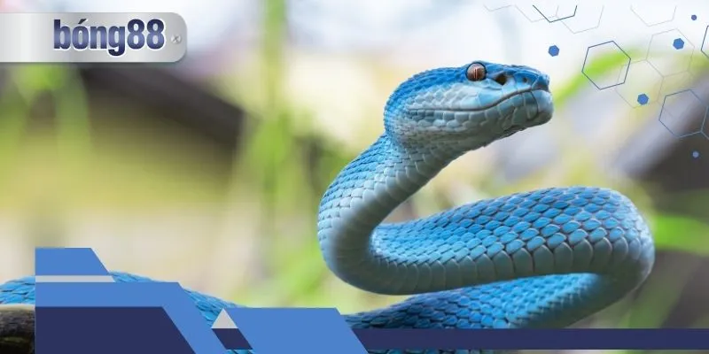 Giải mã chi tiết giấc mơ thấy rắn cắn để tìm dự báo