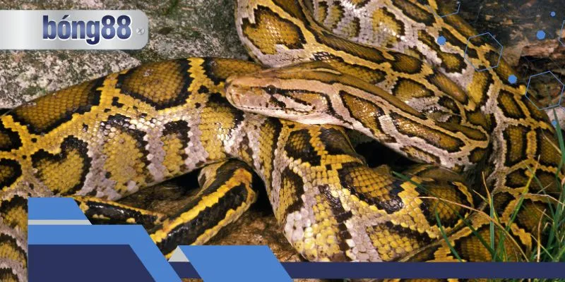 Giải mã giấc mộng về loài bò sát này