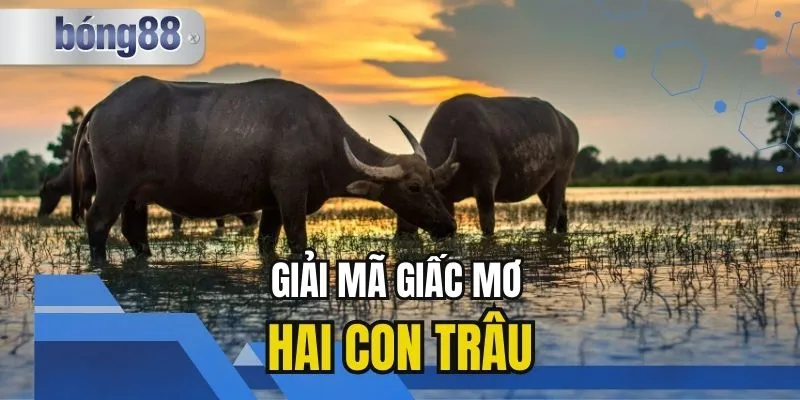 Mơ Thấy 2 Con Trâu Đánh Con Gì Giải Mã Chi Tiết 2025