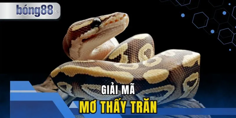 Giải Mã Giấc Mơ Thấy Trăn - Điềm Báo Gì Và Con Số May Mắn?