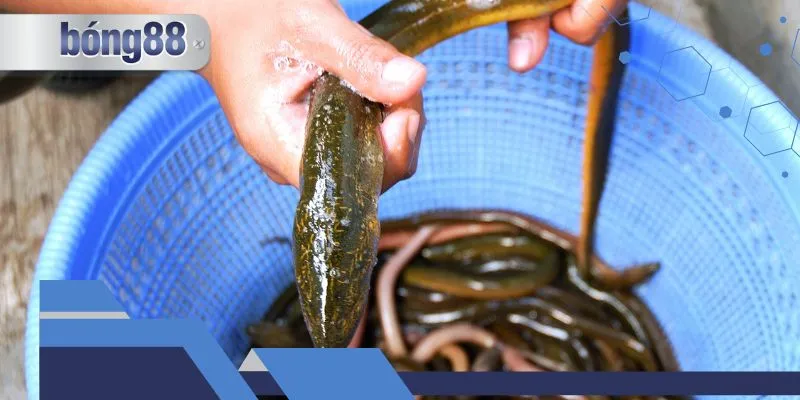 Giải mã những bí mật về giấc mộng này