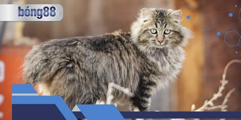 Lý giải giấc mơ thấy mèo và những điều bí ẩn