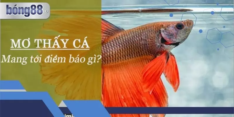 Mơ Thấy Cá To Là Điềm Báo Gì? Con Số May Mắn Nên Đánh