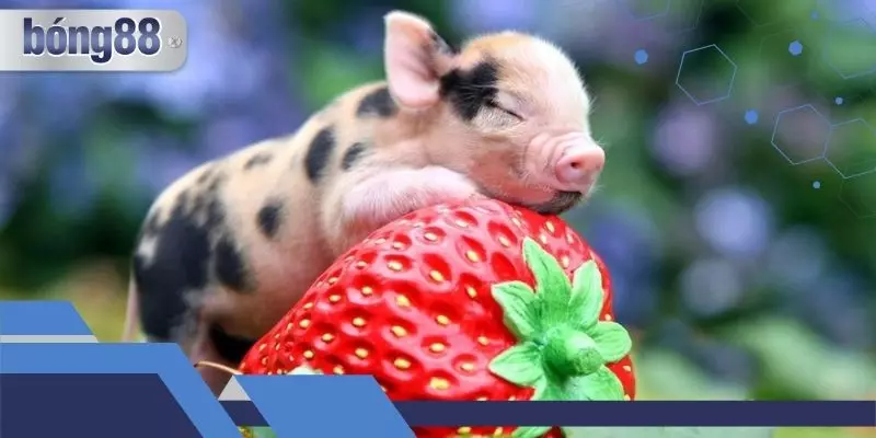 Mơ thấy heo con đánh số gì? Giải mã giấc mơ chi tiết