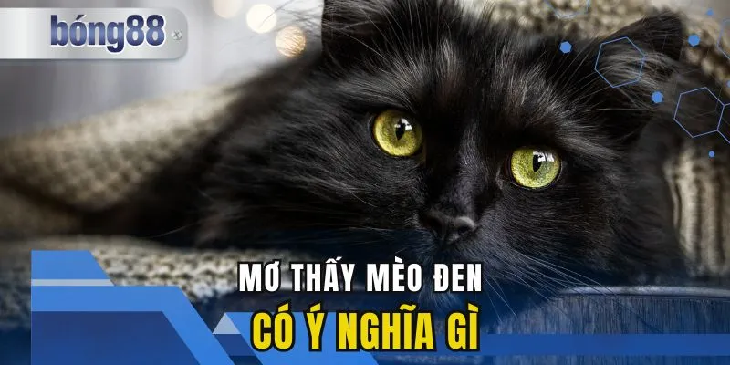 Mơ Thấy Mèo Đen Có Ý Nghĩa Gì? Đâu Là Con Số May Mắn?