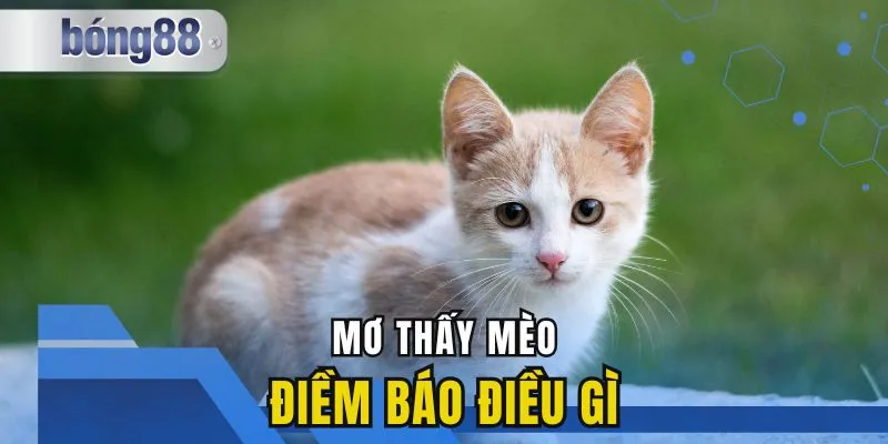 Mơ Thấy Mèo Là Điềm Báo Gì? Khám Phá Ý Nghĩa Và Vận May