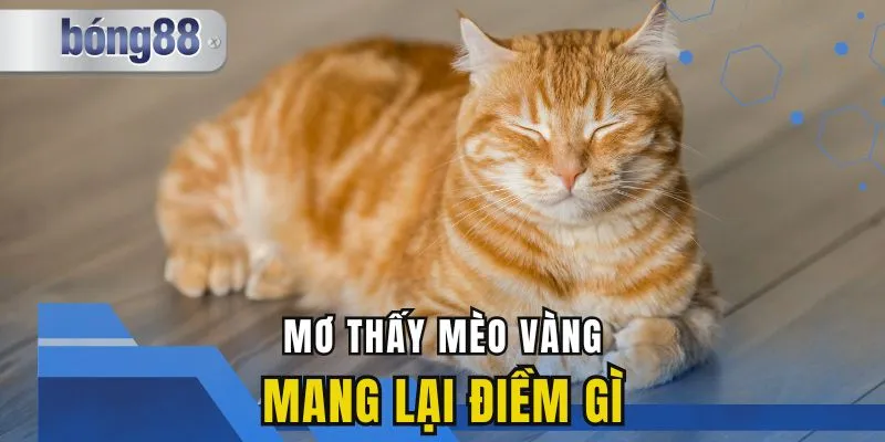 Mơ Thấy Mèo Vàng Mang Lại Điềm Gì? Đánh Số Nào Thắng Lớn?