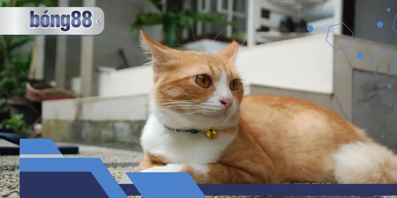 Mơ thấy mèo vàng mang đến điềm lành hay dữ?