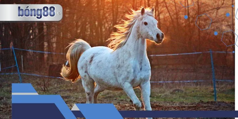 Nằm mờ thấy ngựa đánh đề như thế nào