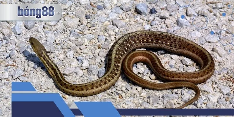 Mơ thấy nhiều rắn đánh đề con gì?