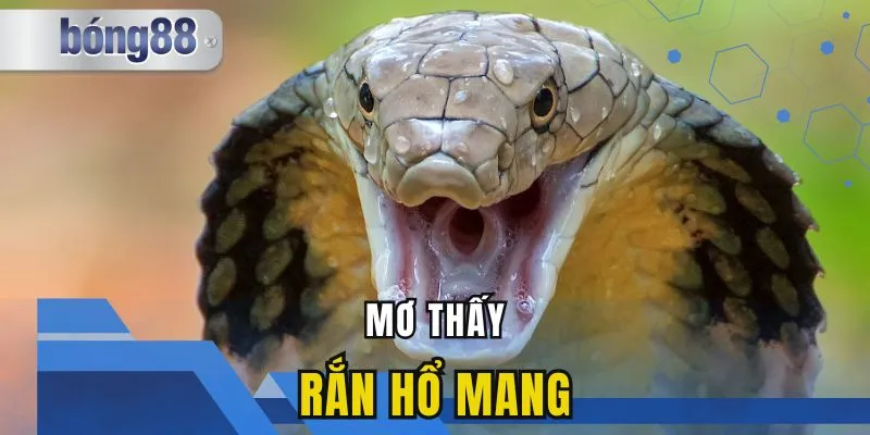 Mơ Thấy Rắn Hổ Mang Là Điềm Gì? Giải Mã Chi Tiết Tới Bạn