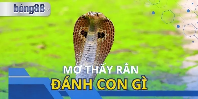 Mơ Thấy Rắn Đánh Con Gì? Giải Mộng Lô Đề Tìm Phần Thưởng Cao