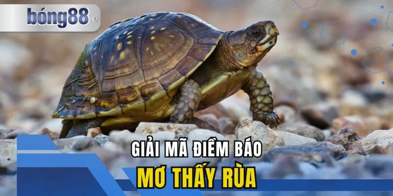Mơ Thấy Rùa Điềm Báo Gì? Giải Mã Và Những Con Số May Mắn