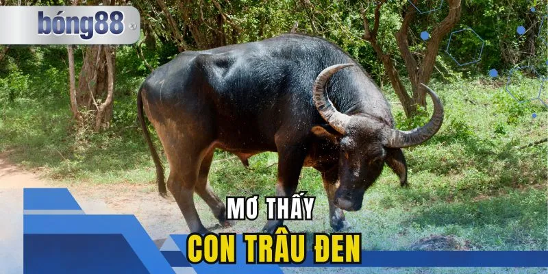Mơ Thấy Trâu Đen Đánh Số Gì? Giải Mã Điềm Báo Và Con Số May Mắn
