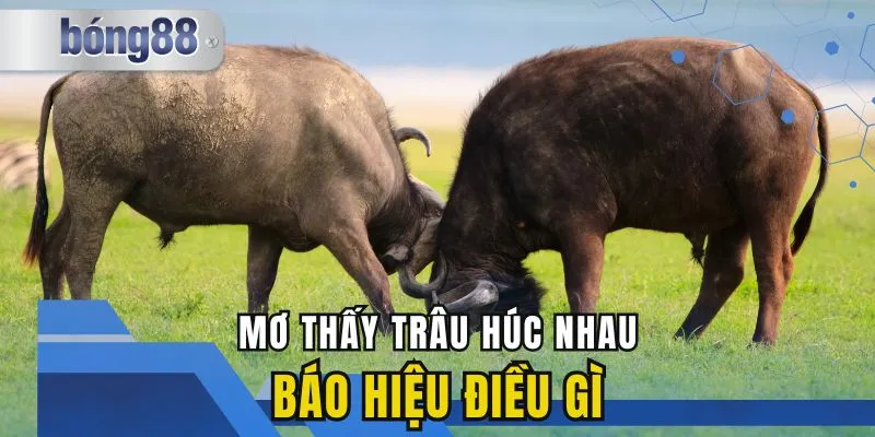 Mơ Thấy Trâu Húc Nhau Báo Hiệu Điều Gì? Giải Mã Giấc Mơ Này