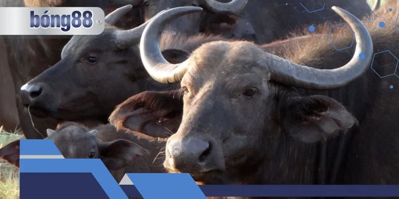 Mơ thấy trâu húc nhau mang đến những điềm báo gì?