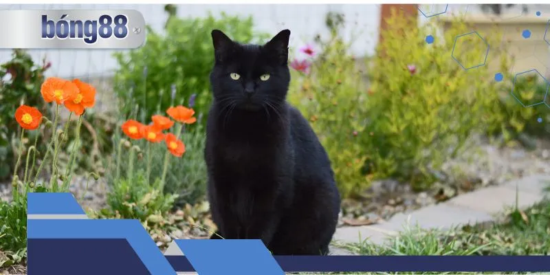 Những điềm báo cho giấc mộng