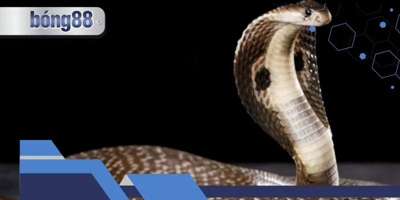 Những trường hợp mơ thấy rắn và ý nghĩa chính xác