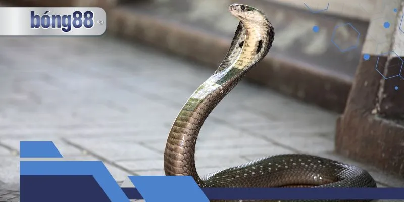 Sơ lược thông tin về hiện tượng 