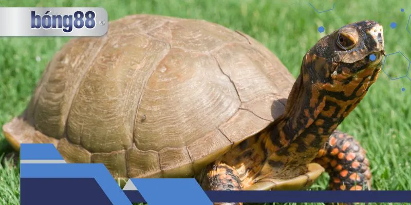 Ý nghĩa chung của giấc mơ thấy rùa