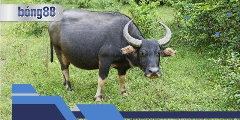 Ý nghĩa thấy trâu